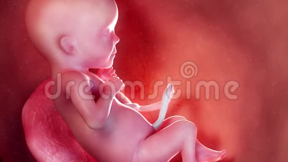 一个胎儿第17周视频的预览图