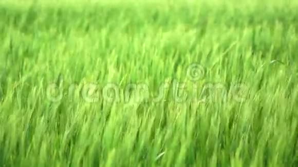 绿色小麦视频的预览图