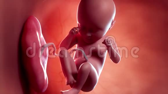 胎儿第29周视频的预览图