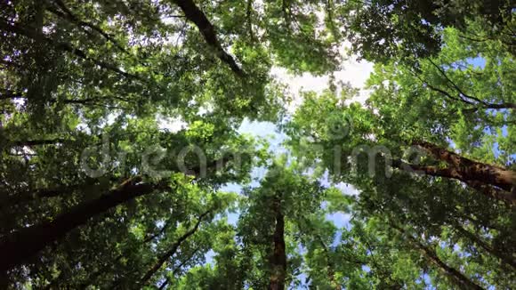 春天的绿橡树森林视频的预览图
