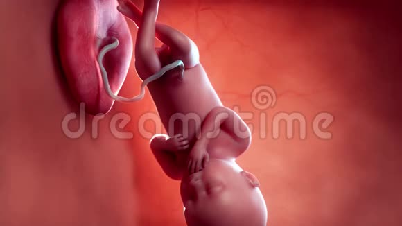 一个胎儿第35周视频的预览图