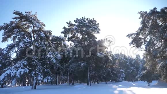冰雪覆盖的冬季森林慢动作视频冬天的松林在雪的阳光下生活视频的预览图