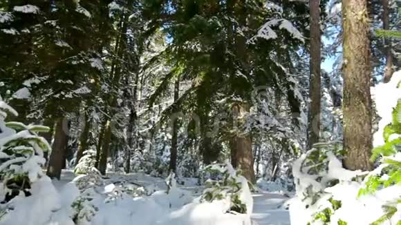 奇妙的冬天森林覆盖着雪视频的预览图