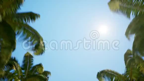 棕榈树小巷阳光明媚视频的预览图