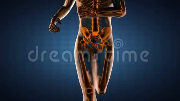 人体髋部X线扫描视频的预览图
