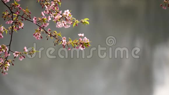 春季系列花卉樱桃小花簇簇微风吹拂近景4K电影视频的预览图