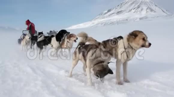 在北极白雪皑皑的路上一个人骑着狗雪橇一队哈士奇的爱斯基摩人视频的预览图