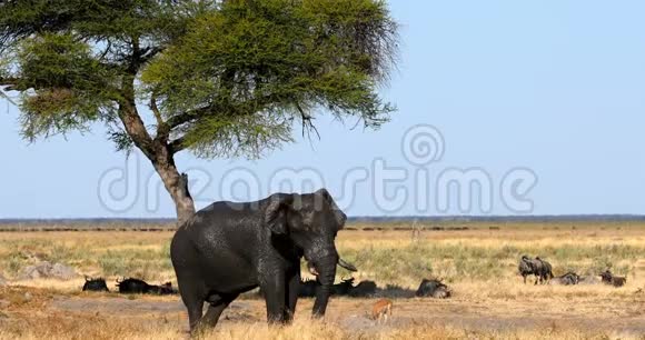 大象在博茨瓦纳的乔贝非洲野生动物狩猎视频的预览图