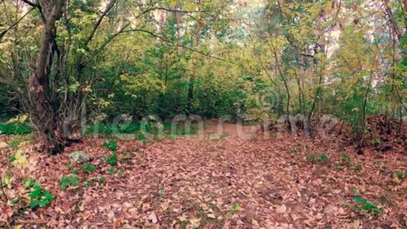 走在秋天美丽多彩的森林里视频的预览图