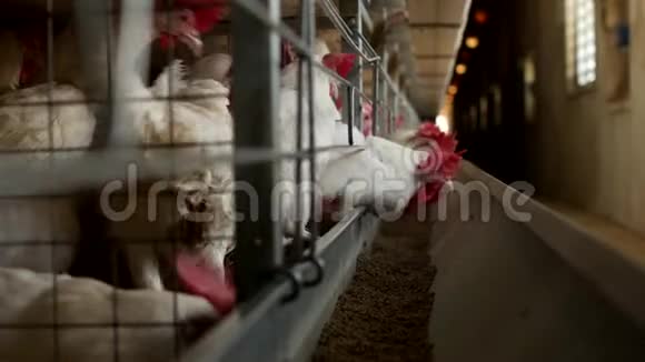 家禽养殖场饲养鸡和蛋鸡啄饲料特写牧场视频的预览图