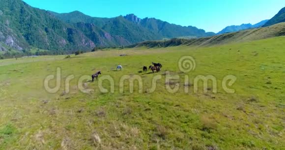 在草地上飞过野马群春山野自然自由生态概念视频的预览图