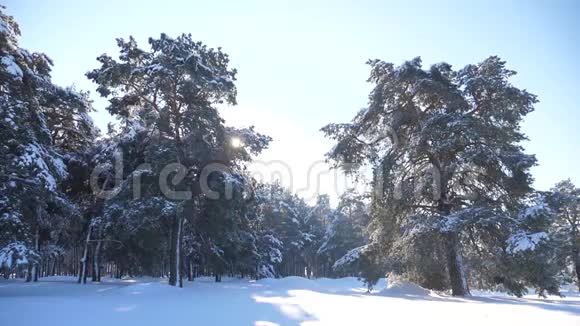 冰冻的冬季森林有生活方式的积雪覆盖树木慢动作视频冬天的松林在雪的阳光下视频的预览图