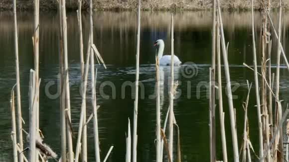 优雅的白天鹅游在池塘的水面上视频的预览图