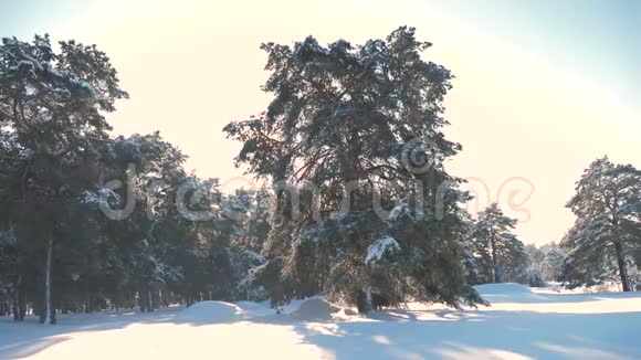 冬松林中雪生活方式阳光运动冻霜圣诞新年树概念新年视频的预览图