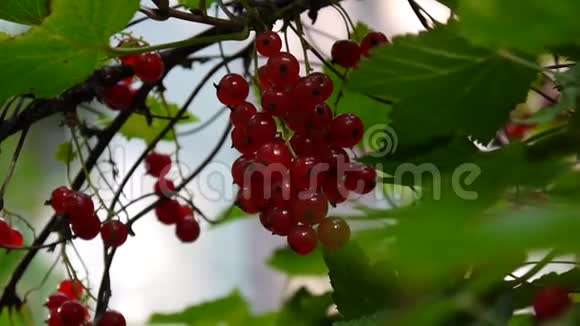 红肋骨浆果在植物特写高清镜头红醋栗落叶灌木果实自然浅视频视频的预览图