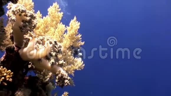 水肺潜水员在红海的水下游泳视频的预览图