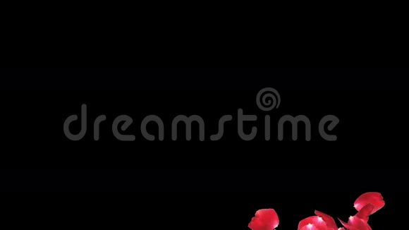 玫瑰花瓣喷泉卢马马特股票镜头视频的预览图