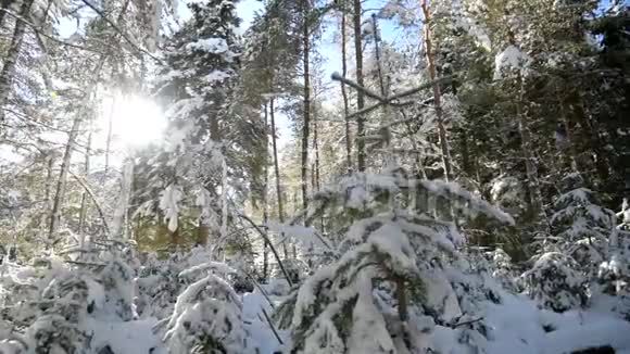 奇妙的冬天森林覆盖着雪视频的预览图