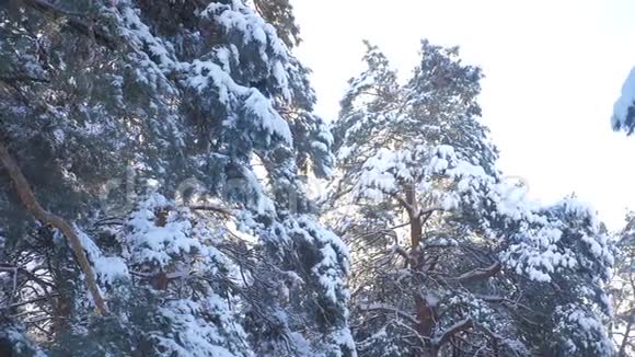冬树顶松雪枝日光在日落时眩光冬景冬日阴天树梢视频的预览图