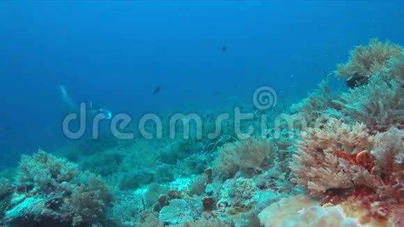 带有曼塔射线4k的珊瑚礁视频的预览图