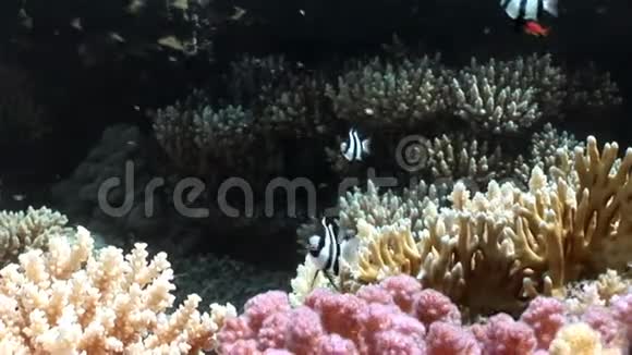 红海海底的各种珊瑚礁视频的预览图