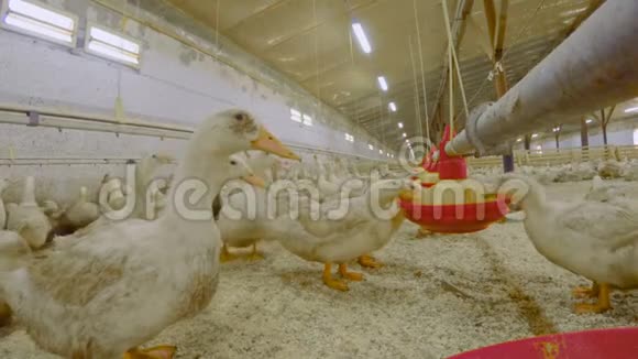 家禽饲养场饲养鸭肉视频的预览图