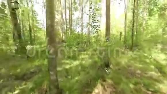 在树林里视频的预览图
