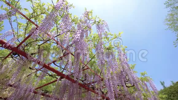 春花系列美丽的紫藤迎风招展紫藤是木本植物视频的预览图