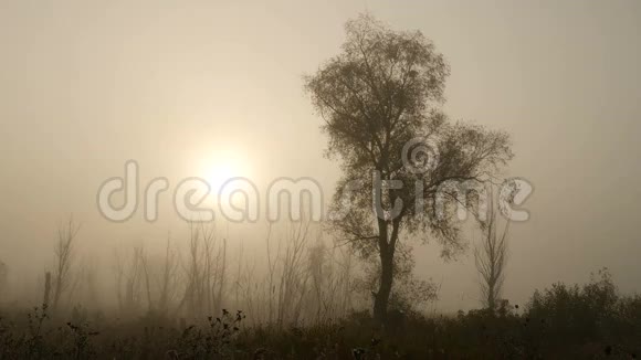 早晨的烟雾在美丽的日出视频的预览图