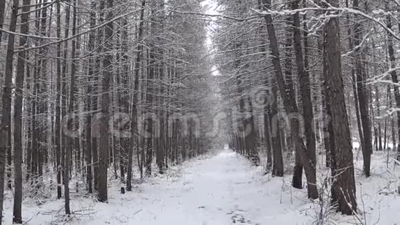 降雪期间的冬季森林视频的预览图
