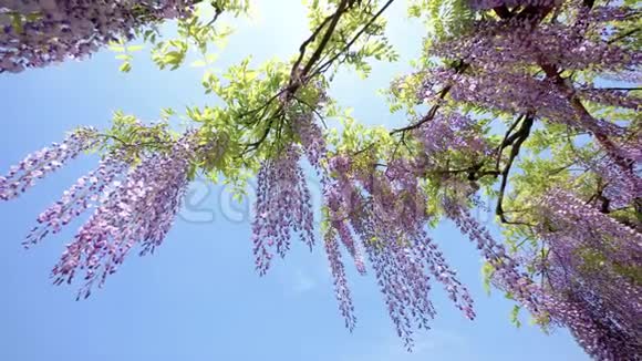 春花系列美丽的紫藤迎风招展紫藤是木本植物视频的预览图