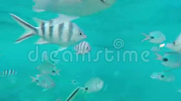 热带鱼类浅滩带蝴蝶鱼背景为水面毛里求斯视频的预览图