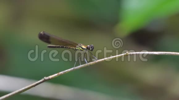 热带雨林中的蜻蜓视频的预览图