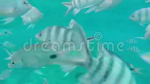 热带鱼类浅滩带蝴蝶鱼背景为水面毛里求斯视频的预览图