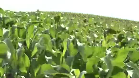 绿色玉米田植物视频的预览图