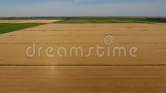 成熟的大麦顶部景观大麦地视频的预览图
