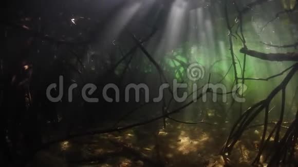 美丽的红树林中的阳光视频的预览图