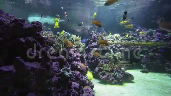 美丽的海洋水族馆有五颜六色的鱼类片段视频视频的预览图