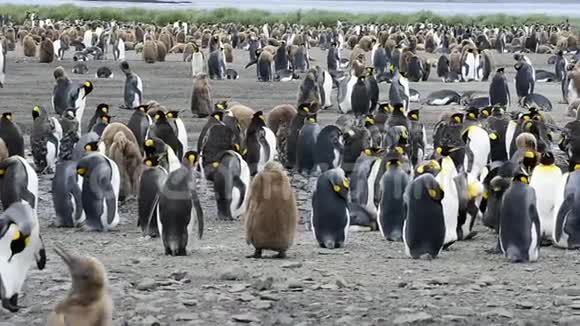 南乔治亚的国王企鹅视频的预览图