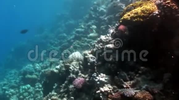 红海海底的各种珊瑚礁视频的预览图