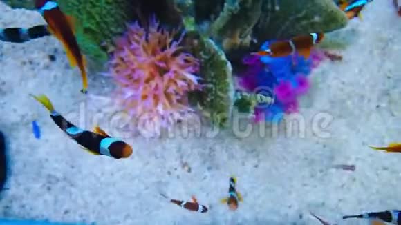 海洋馆里美丽的鱼对水生植物的装饰背景视频的预览图