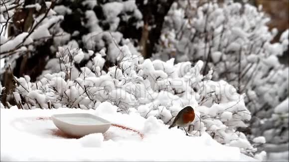 在雪地里喂鸟冬天视频的预览图