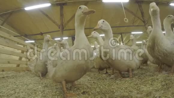 家禽养殖场围场内成群的鸭子视频的预览图