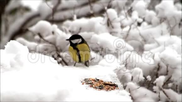 在雪地里喂鸟冬天视频的预览图
