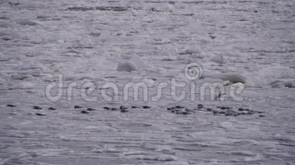 海冰上的海鸥视频的预览图