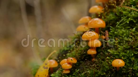 林中苔藓中的蘑菇视频的预览图