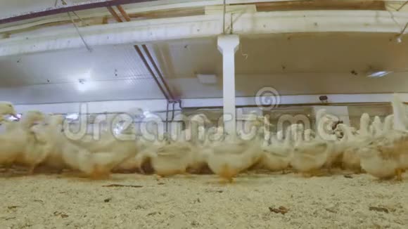 家禽养殖场饲养鸭肉视频的预览图