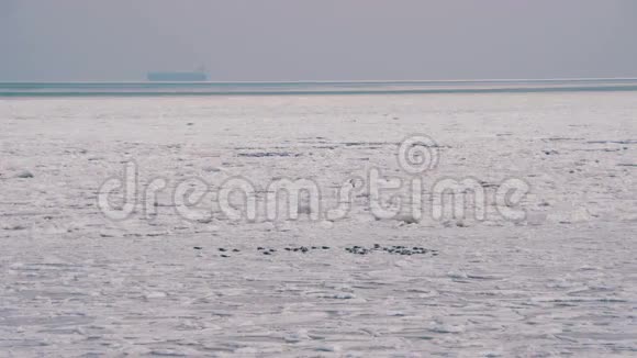海冰上的海鸥视频的预览图