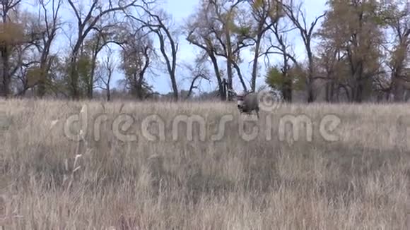 鹿鹿步行视频的预览图