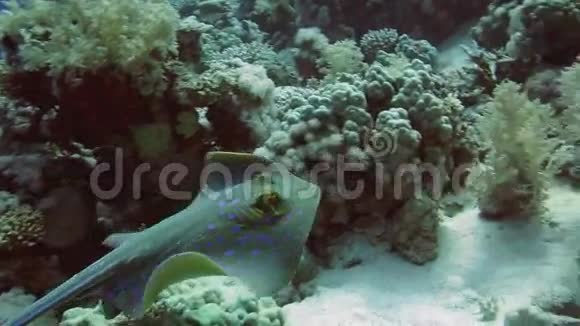 红海中的蓝色黄貂鱼视频的预览图